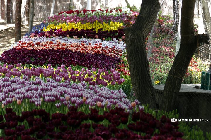 کاشت گلهای لاله در بوستان اقا بزرگی