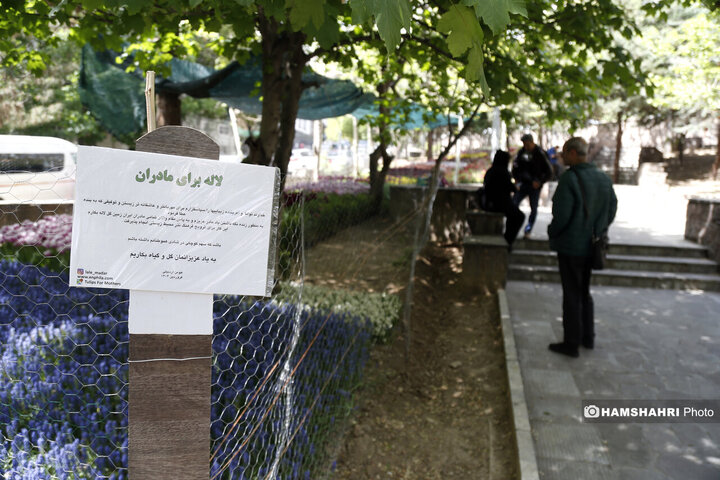 کاشت گلهای لاله در بوستان اقا بزرگی