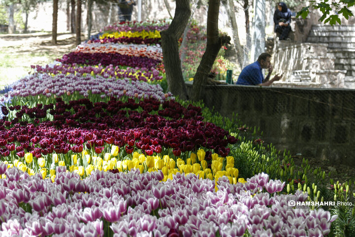 کاشت گلهای لاله در بوستان اقا بزرگی