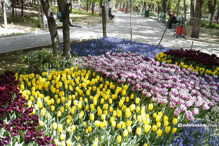 کاشت گلهای لاله در بوستان اقا بزرگی