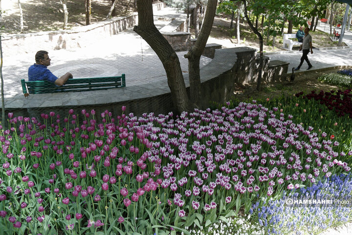 کاشت گلهای لاله در بوستان اقا بزرگی