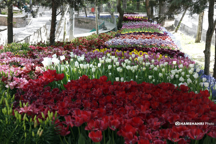 کاشت گلهای لاله در بوستان اقا بزرگی