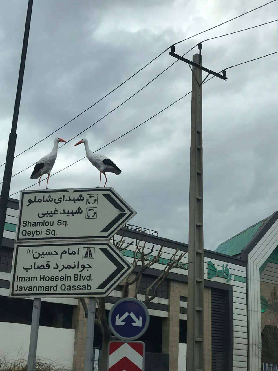 نذر خاص جوانهای شهرری برای بازگشت لکلکها