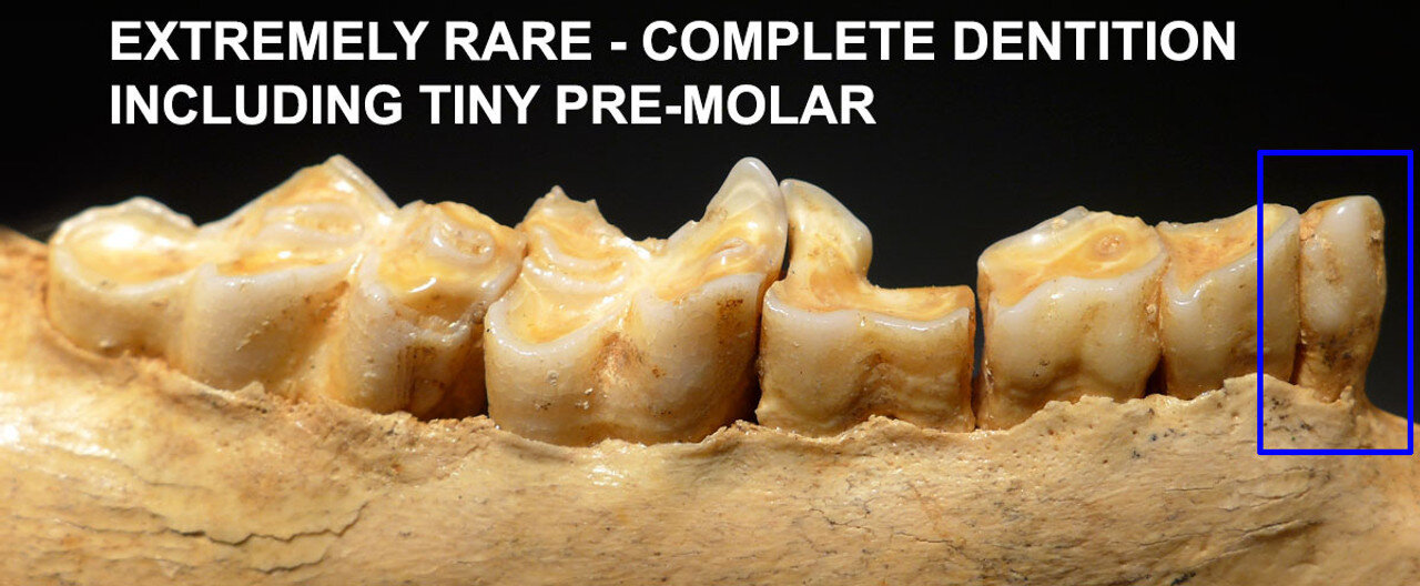 رمزگشایی از اسرار ژنتیکی عصر یخبندان با بررسی ۴۵۰ دندان ماقبل تاریخ