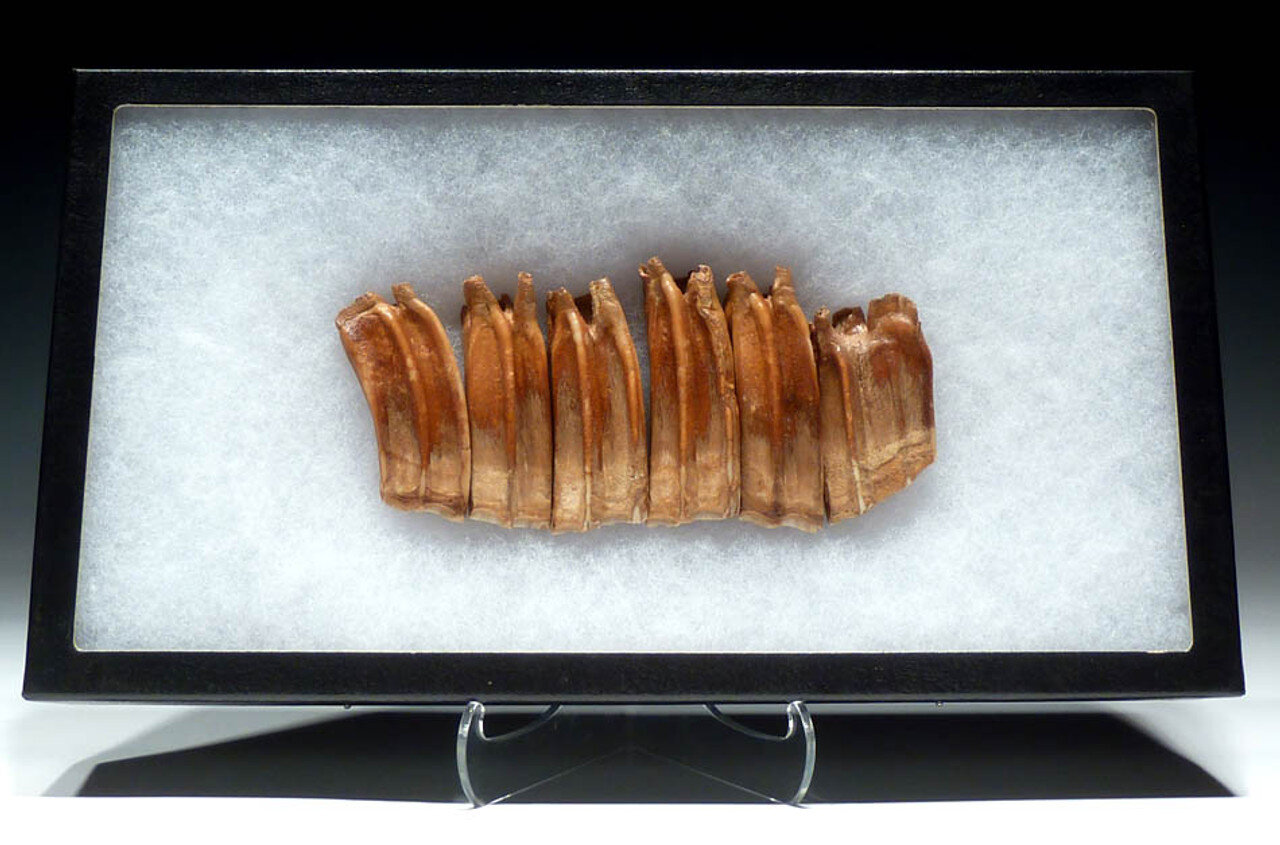 رمزگشایی از اسرار ژنتیکی عصر یخبندان با بررسی ۴۵۰ دندان ماقبل تاریخ