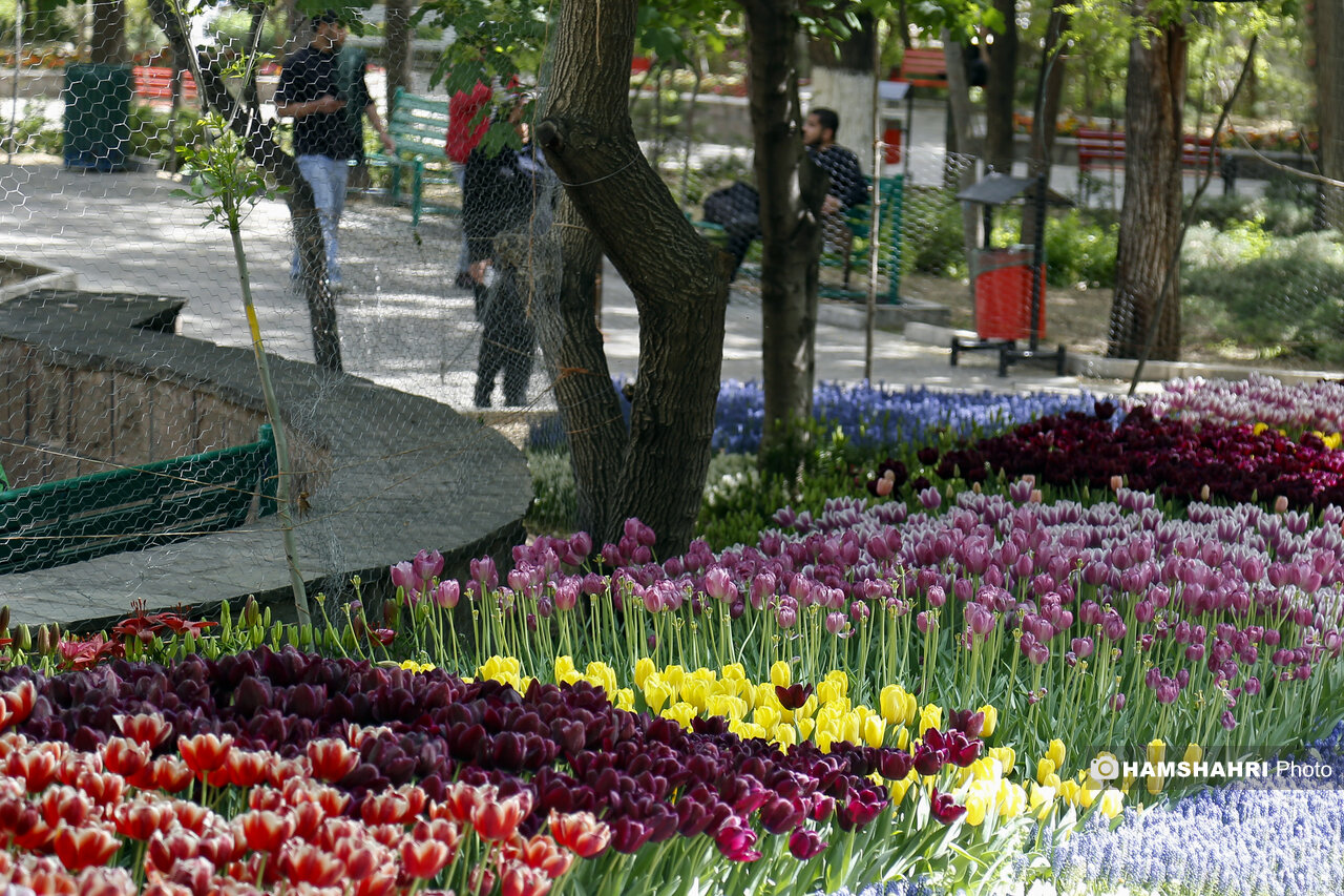 کاشت گلهای لاله در بوستان اقا بزرگی