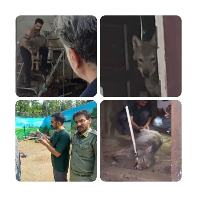 نگهداری گرگ در یک مغازه در کرج! | جزئیات + تصاویر