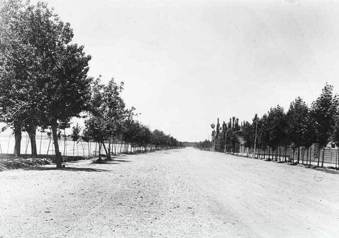 دستمزد عجیب برای کاشت درخت در خیابان ولیعصر(عج) تهران | کارگران چطور ثروتمند شدند؟