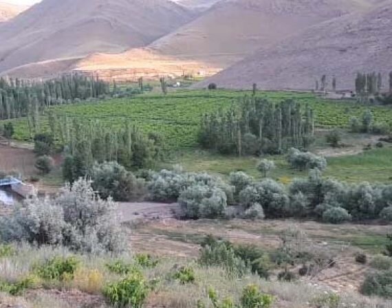 میراث مشهدی علی بابا در صفائیه | این محله مدیون اوست