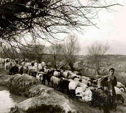 پنبه رنگی تهران اینجا کشت می‌شد