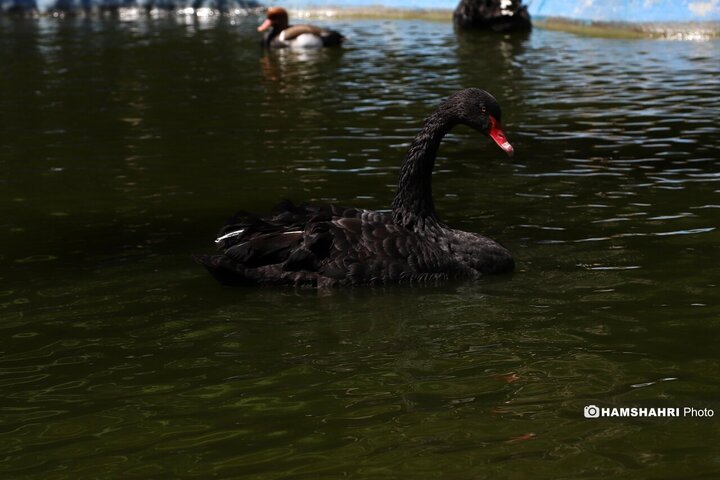 باغ پرندگان