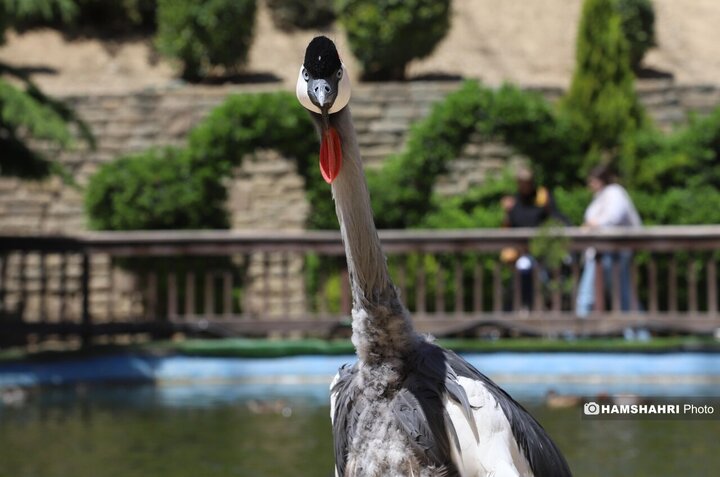 باغ پرندگان