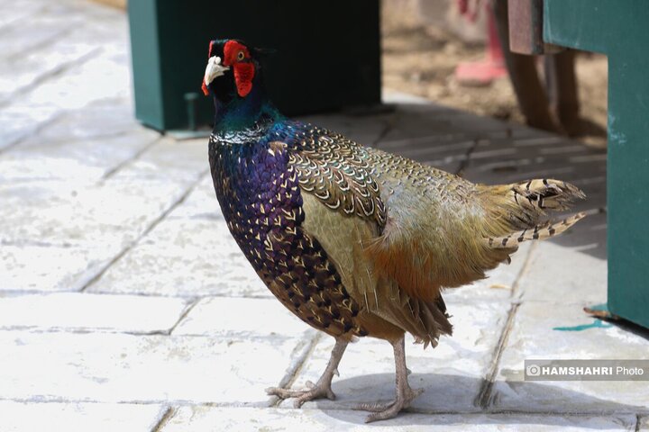 باغ پرندگان