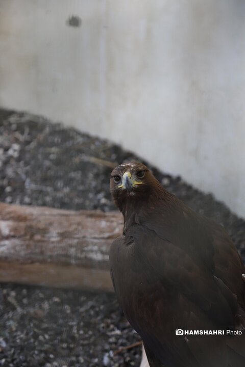 باغ پرندگان