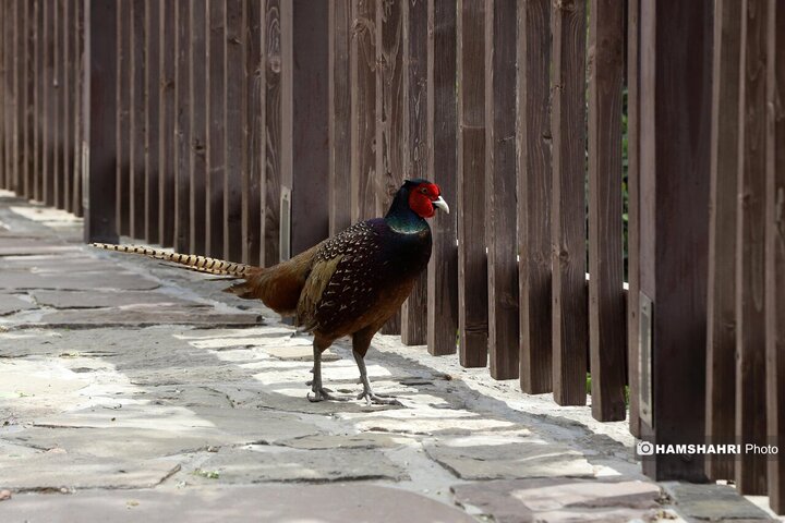 باغ پرندگان