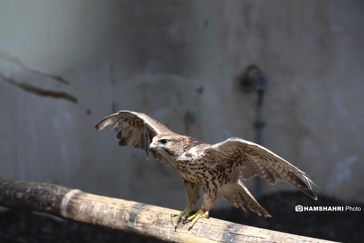 باغ پرندگان