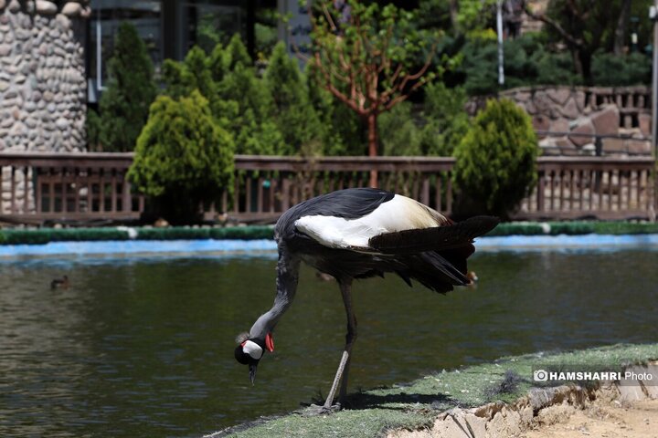 باغ پرندگان