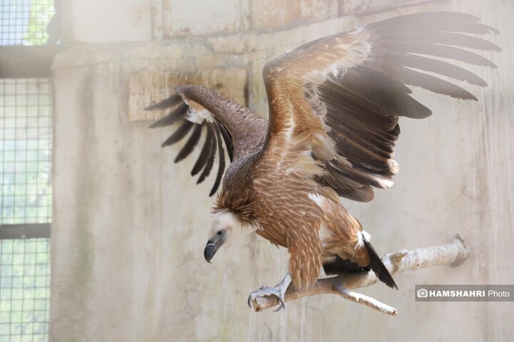 باغ پرندگان