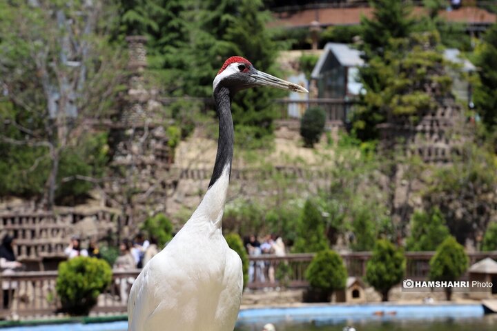 باغ پرندگان