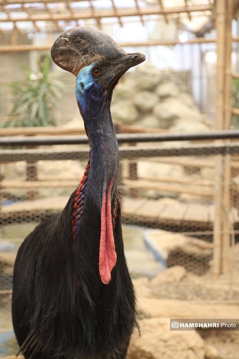 باغ پرندگان