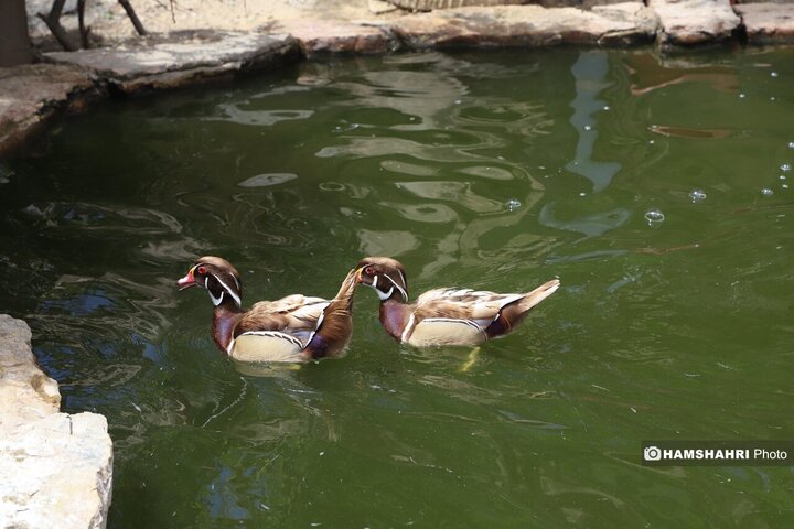 باغ پرندگان