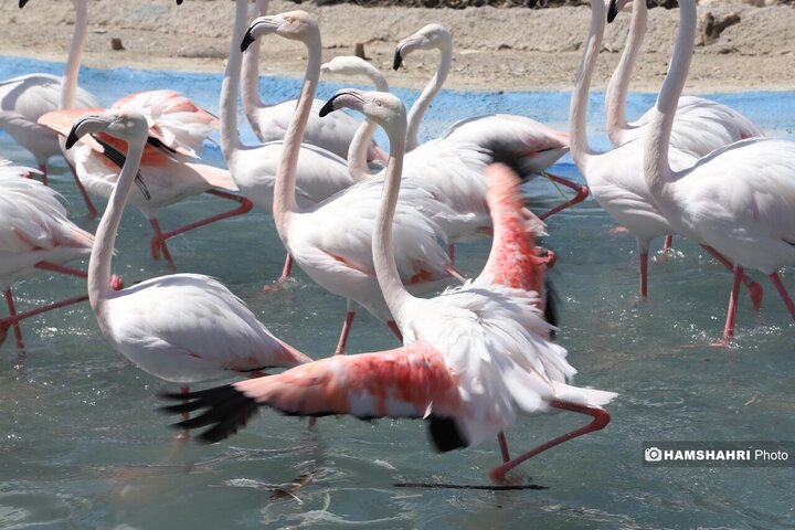 باغ پرندگان