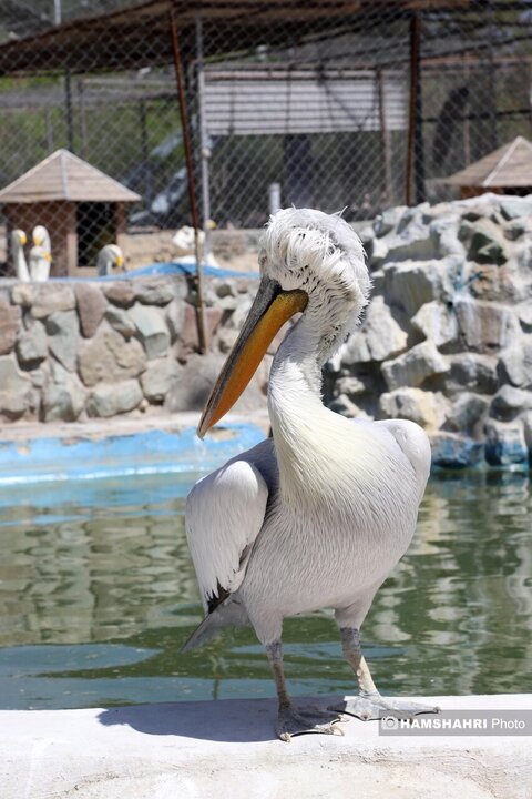 باغ پرندگان