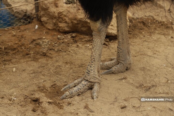 باغ پرندگان