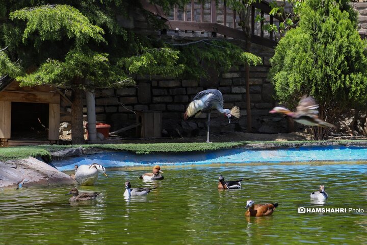 باغ پرندگان