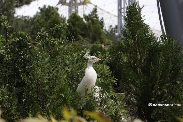 باغ پرندگان
