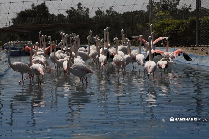 باغ پرندگان