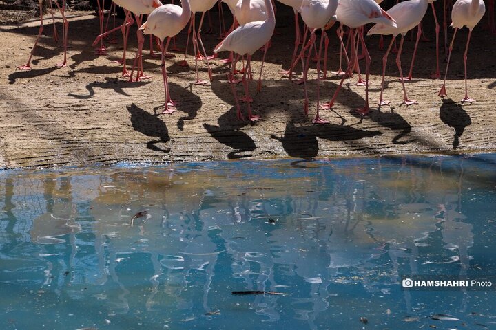 باغ پرندگان