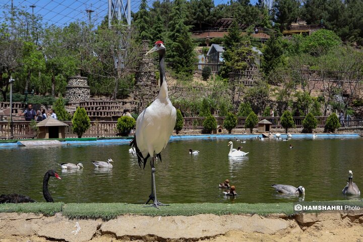 باغ پرندگان