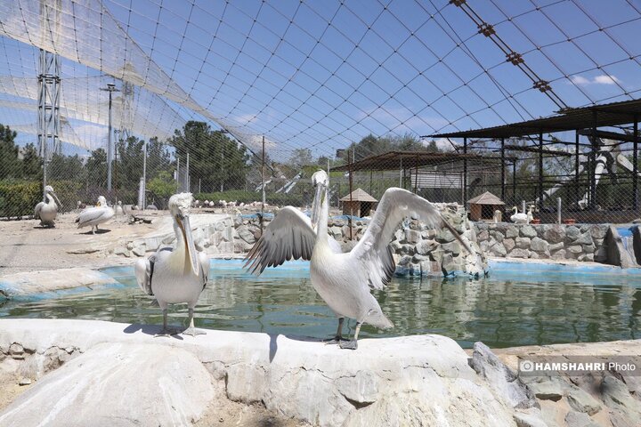 باغ پرندگان