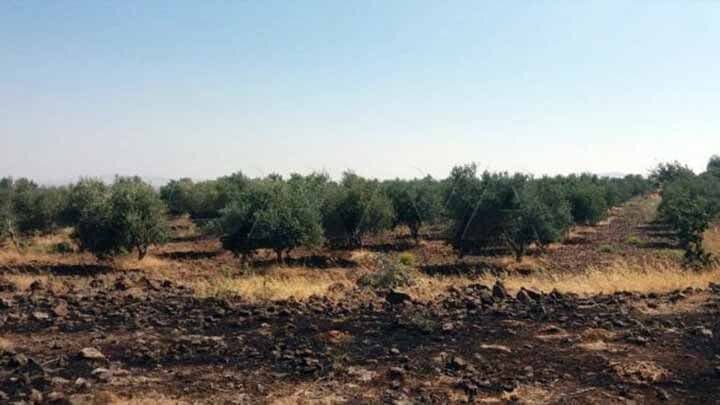 چنگال اسرائیل در گلوی منابع آبی و جنگلهای سوریه | تصاویر