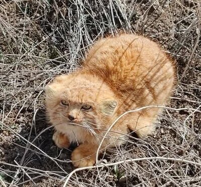 مشاهده گربه نادر و زیبای ایرانی در کرمان + عکس