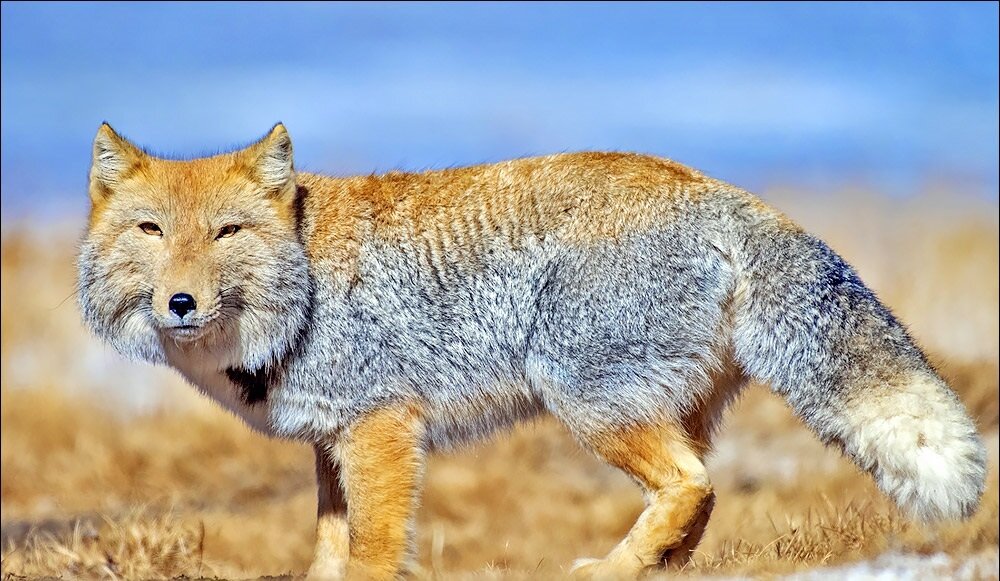 عجیبترین حیوانات دنیا که احتمالا تاکنون ندیدهاید! | عکس