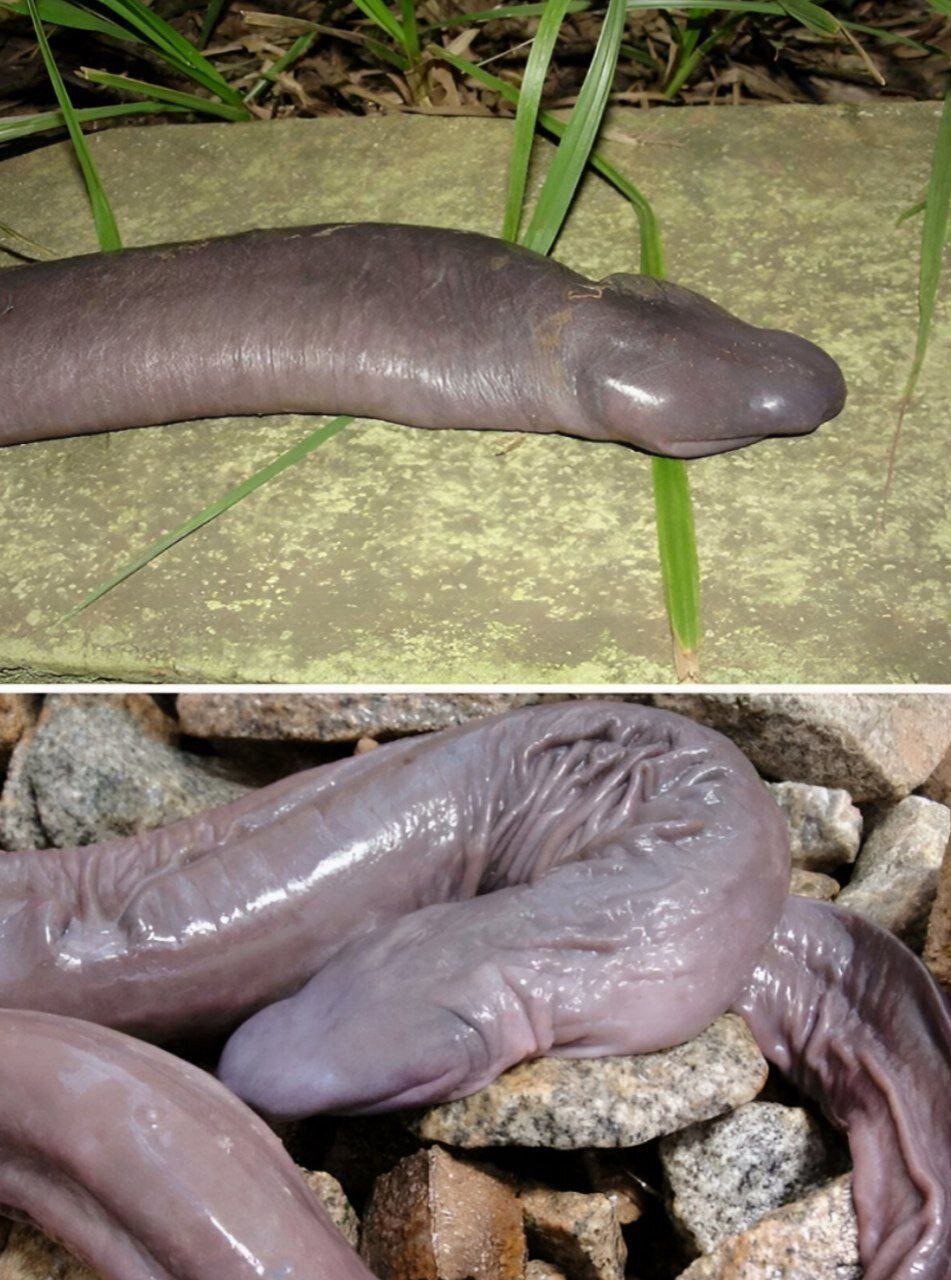 عجیبترین حیوانات دنیا که احتمالا تاکنون ندیدهاید! | عکس