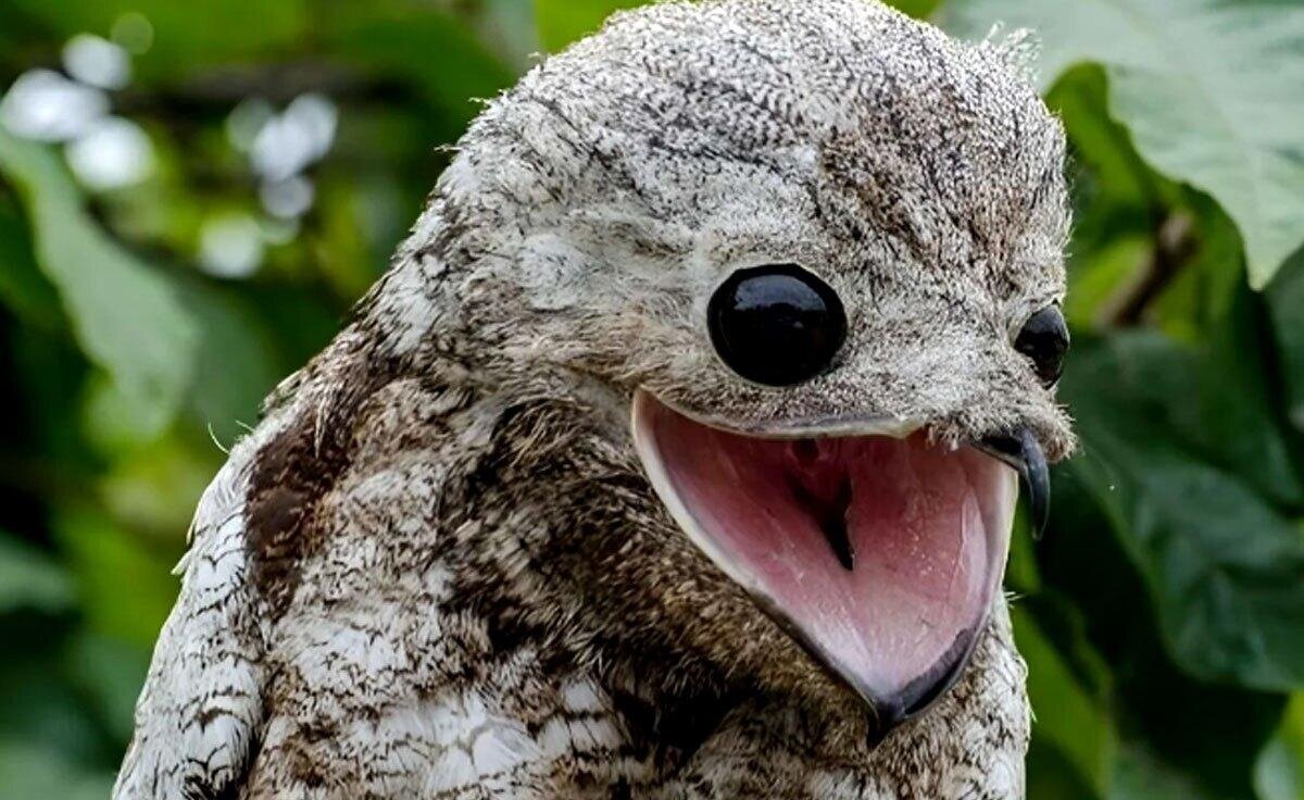 عجیبترین حیوانات دنیا که احتمالا تاکنون ندیدهاید! | عکس