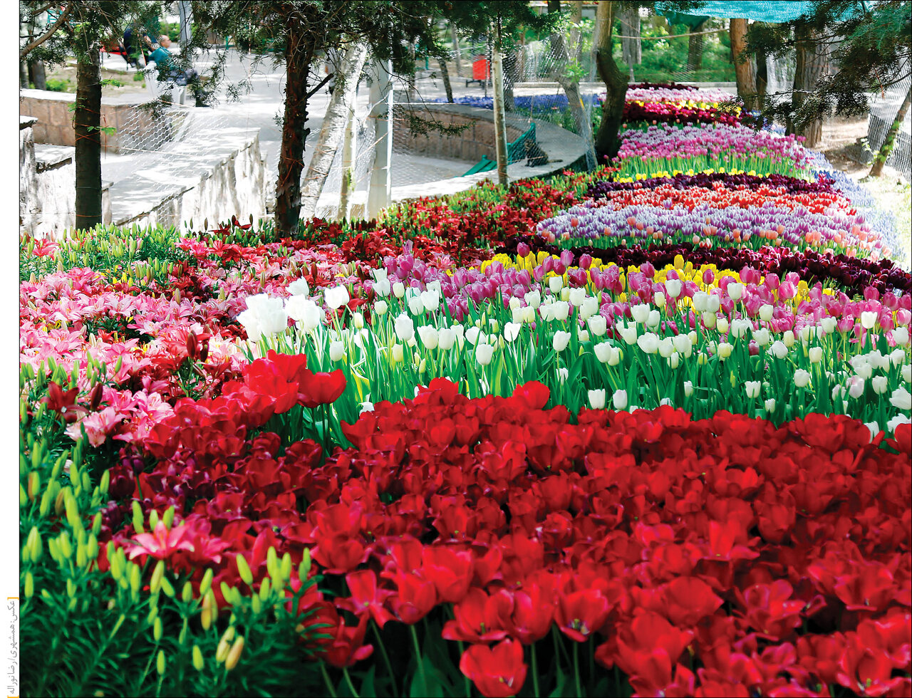 لاله برای مادران