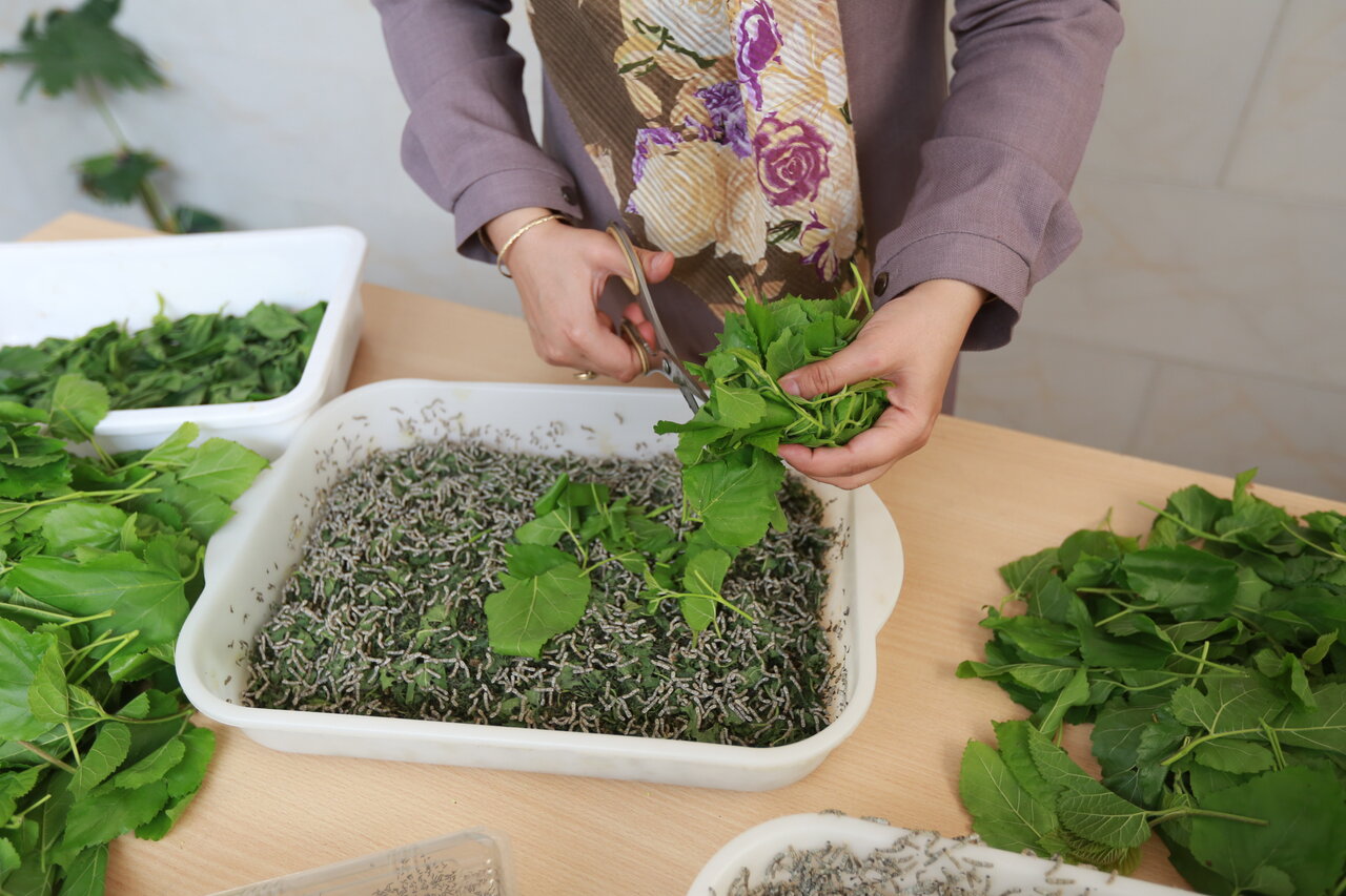 پرورش کرم ابریشم