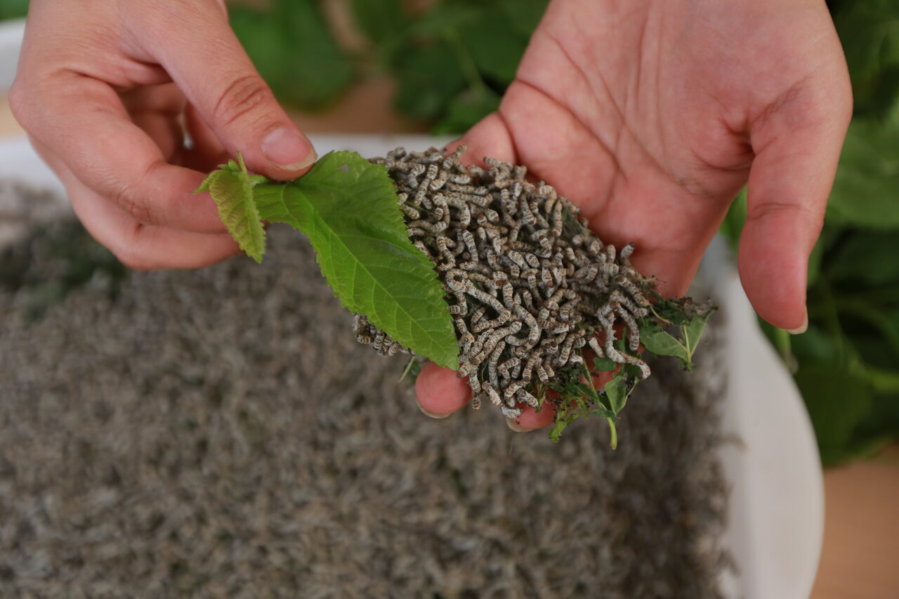 پروانه شدن ممنوع! در پیله بمانید | تولیدکننده برتر استان البرز کرم ابریشم پرورش میدهد