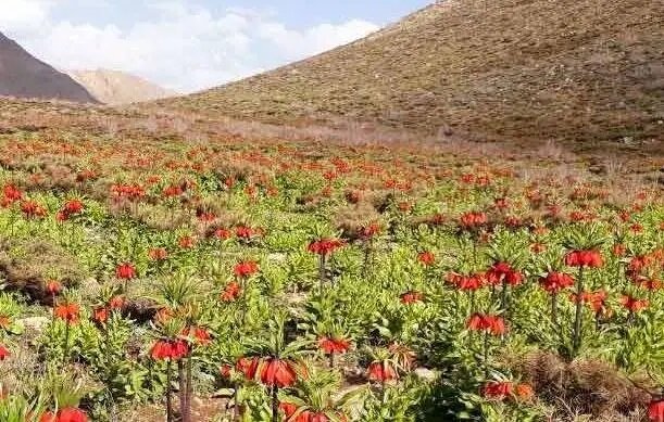 لاله های سر به زیر | تصاویری از زیباترین دشت های لاله ایران