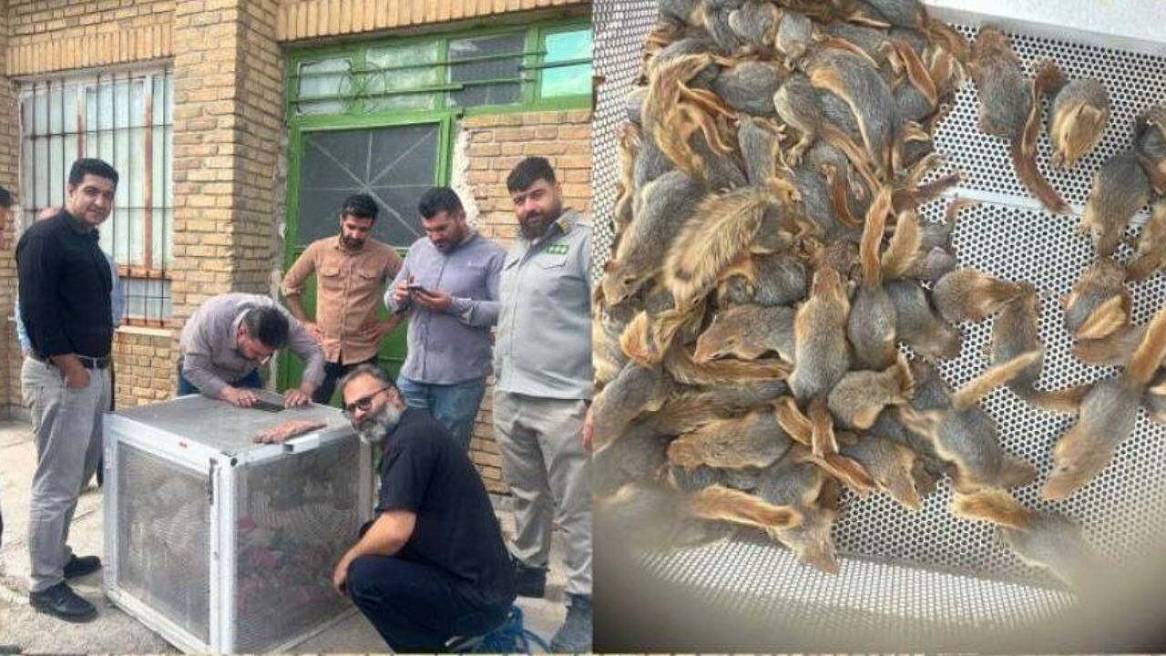 دستگیری قاچاقچیان سنجاب‌های ایرانی در کردستان + ویدئو