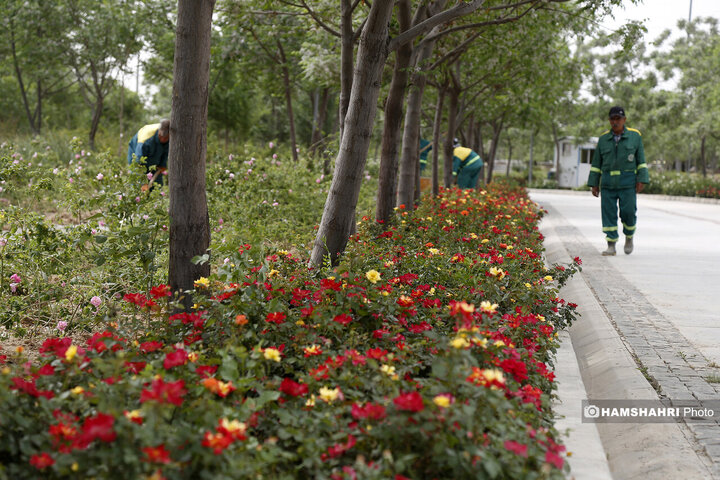 اماده سازی اولین باغ موزه گل محمدی پایتخت
