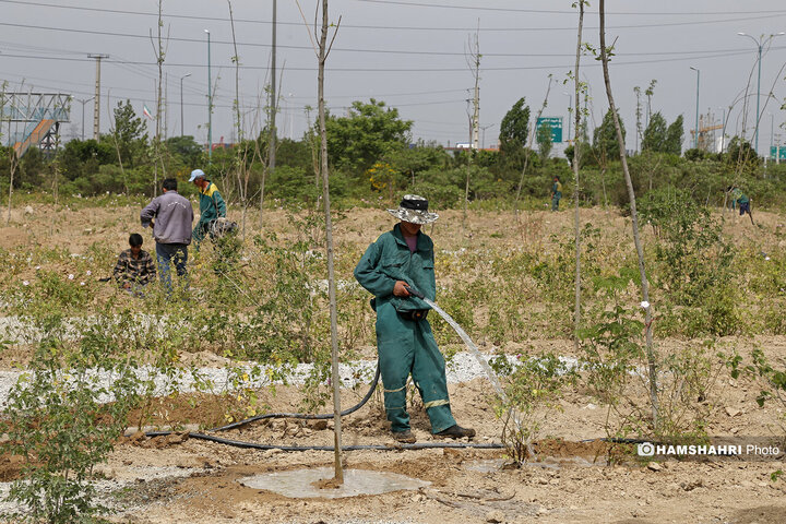 اماده سازی اولین باغ موزه گل محمدی پایتخت