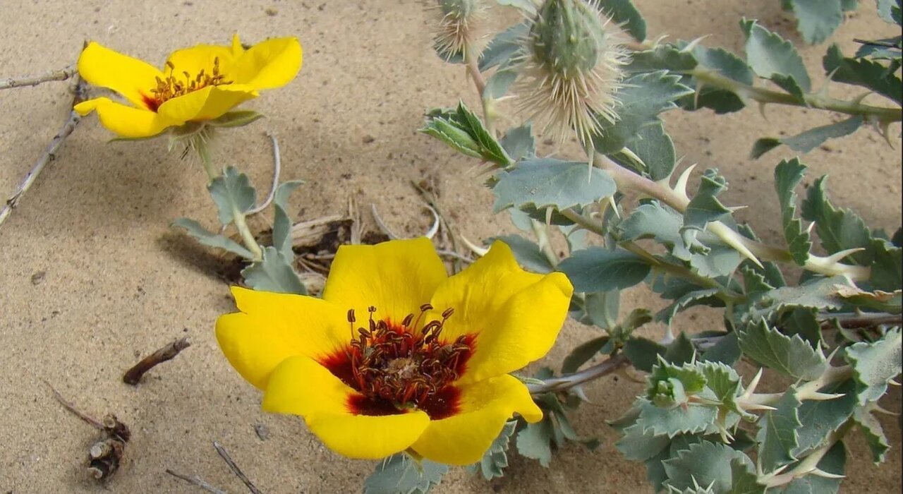 نخستین گلهای رز دنیا چه رنگی بودند؟