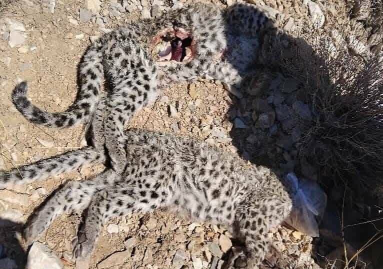 پلنگ ايراني