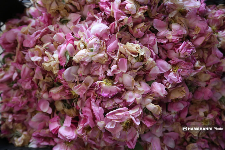 پایتخت میزبان جشنواره گل و گلاب