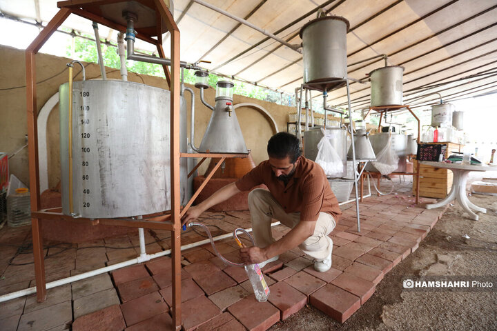 پایتخت میزبان جشنواره گل و گلاب